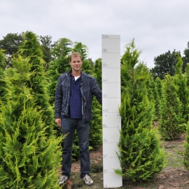 Chamaecyparis lawsoniana 'Ivonne' 175-200 cm  langere levertijd 